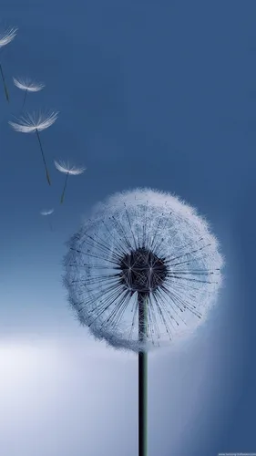 Самсунг Галакси С4 Обои на телефон цветок одуванчика на фоне голубого неба