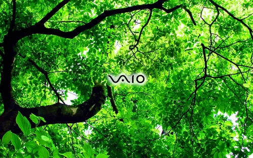 Сони Обои на телефон дерево с зелеными листьями