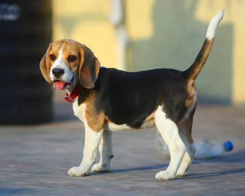 Бигль Фото собака, стоящая на тротуаре