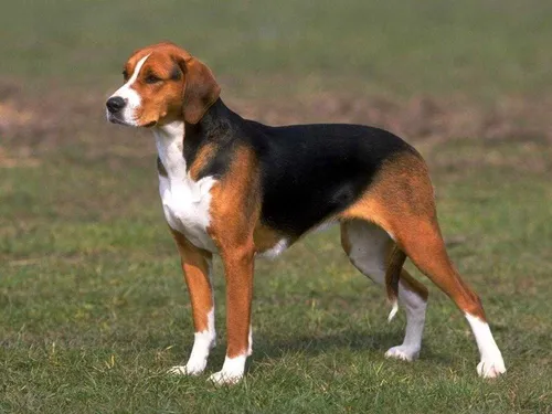Бигль Фото собака, стоящая на траве