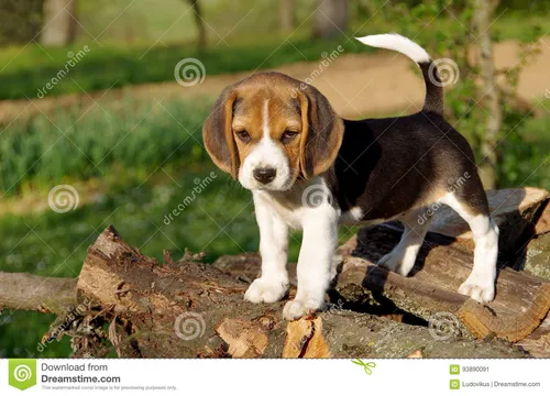 Бигль Фото собака, стоящая на бревне
