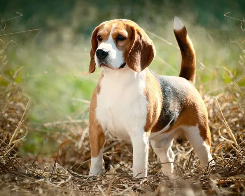 Бигль Фото собака, стоящая в поле