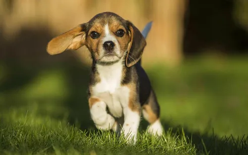 Бигль Фото маленькая собака бежит по траве
