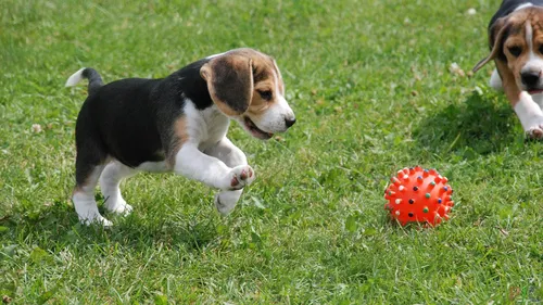 Бигль Фото собака играет с игрушкой
