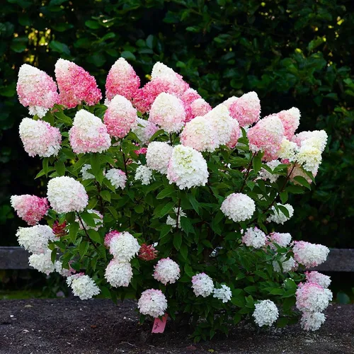 Гортензия Фото куст розовых цветов