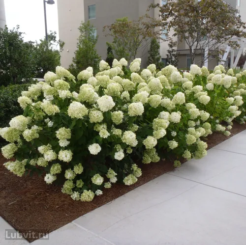 Гортензия Фото куст белых цветов