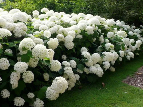 Гортензия Фото поле белых цветов