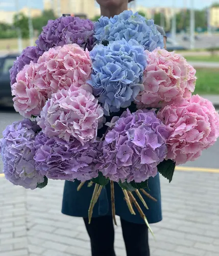 Гортензия Фото человек с букетом цветов