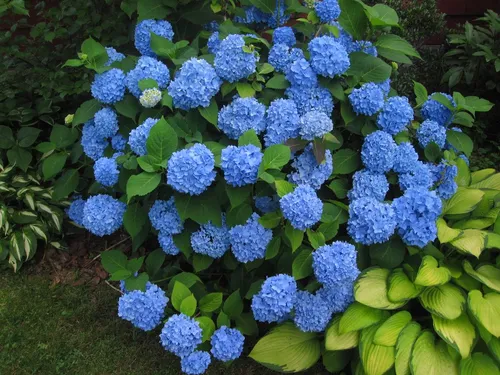 Гортензия Фото куст с голубыми цветами