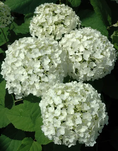 Гортензия Фото крупный план белого цветка
