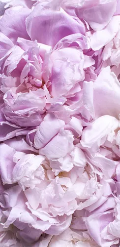 Пионы Фото Обои на телефон куча розовой и белой ткани