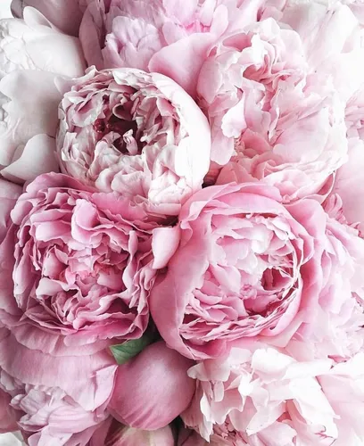 Пионы Фото Обои на телефон куча розовых цветов