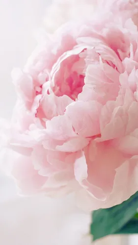Пионы Фото Обои на телефон крупный план розового цветка