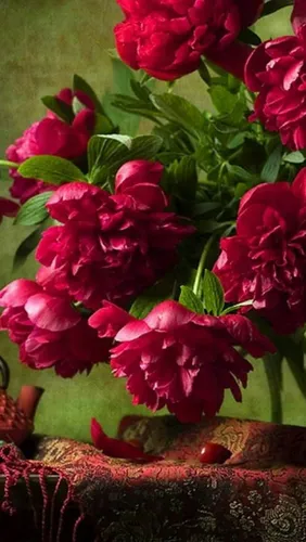 Пионы Фото Обои на телефон группа красных цветов