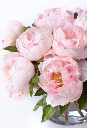 Пионы Фото Обои на телефон ваза розовых цветов