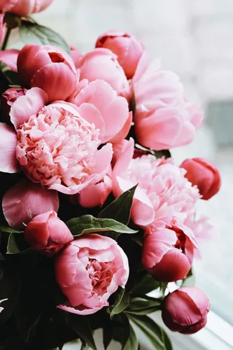 Пионы Фото Обои на телефон группа розовых цветов