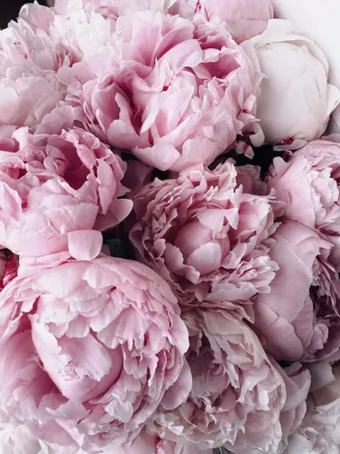 Пионы Фото Обои на телефон группа розовых и белых кристаллов