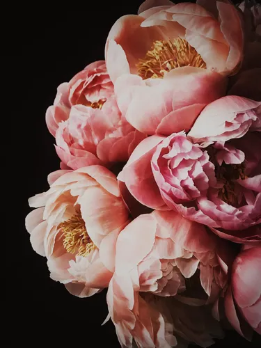Пионы Фото Обои на телефон розовые цветы крупным планом