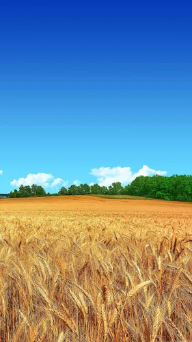 Поле Обои на телефон поле пшеницы с деревьями на заднем плане