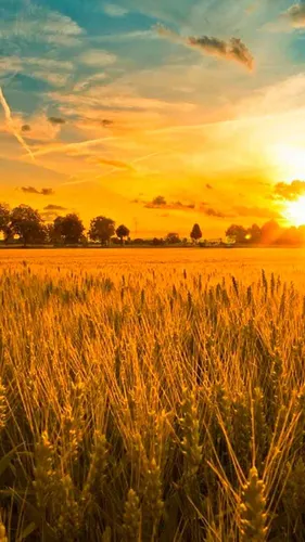 Поле Обои на телефон поле пшеницы на фоне заката солнца
