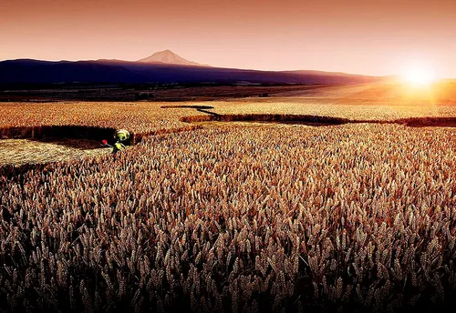 Поле Обои на телефон поле сельскохозяйственных культур с горой на заднем плане