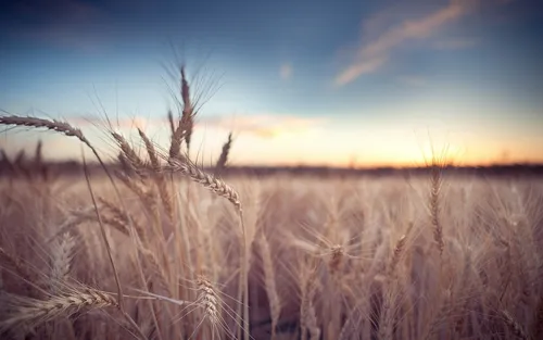 Поле Обои на телефон поле пшеницы во время заката
