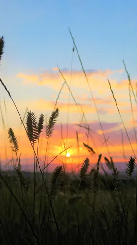 Поле Обои на телефон поле высокой травы с закатом солнца на заднем плане