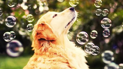 Счастливые Обои на телефон собака с пузырьками вокруг