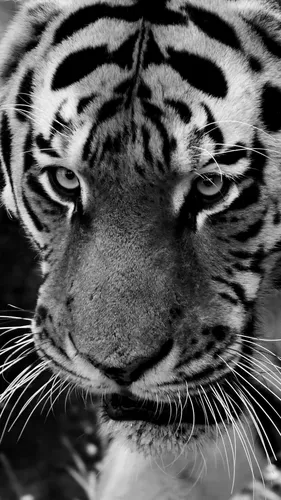 Черно Белые Full Hd Обои на телефон крупный план тигра