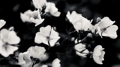 Черно Белые Hd Обои на телефон белые цветы крупным планом