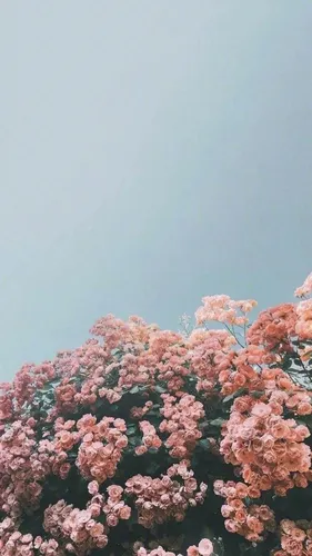 Яркие Для Подростков Обои на телефон дерево с розовыми цветами