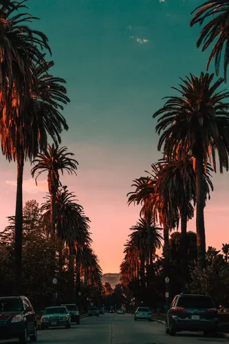 Los Angeles Обои на телефон улица с пальмами и автомобилями