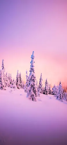 Зимние Обои на телефон группа деревьев в заснеженной местности