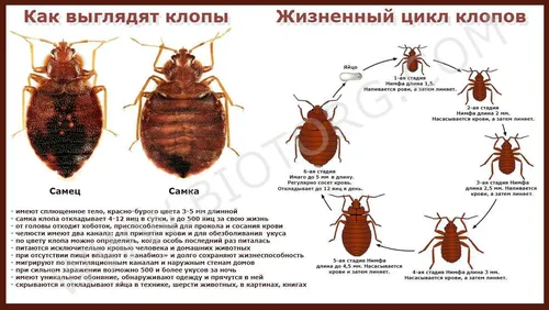 Клопы Фото диаграмма