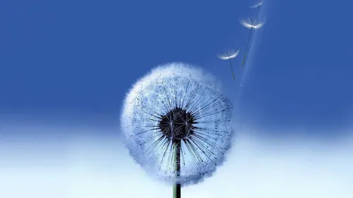 Анимационные Обои на телефон цветок одуванчика с семенами