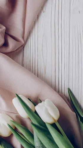 Белые Тюльпаны Обои на телефон рука с белым цветком