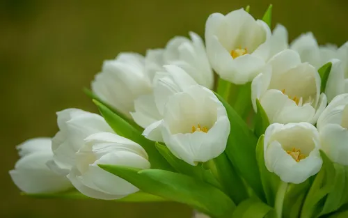 Белые Тюльпаны Обои на телефон 4K