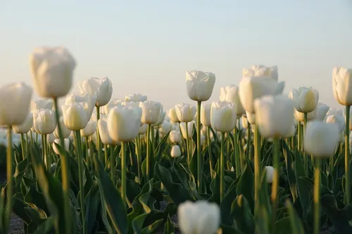 Белые Тюльпаны Обои на телефон поле белых цветов