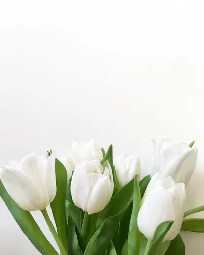 Белые Тюльпаны Обои на телефон группа белых цветов