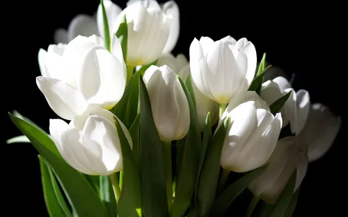 Белые Тюльпаны Обои на телефон белые цветы крупным планом