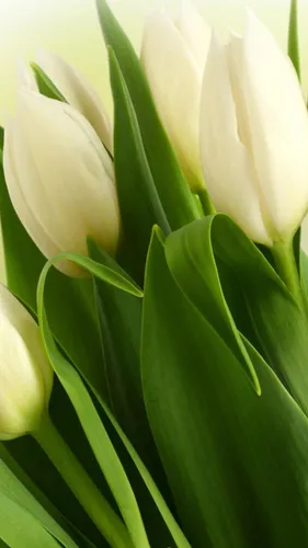 Белые Тюльпаны Обои на телефон цветок крупным планом