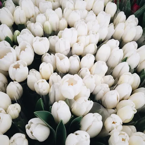 Белые Тюльпаны Обои на телефон большая группа белых цветов