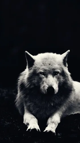 Волк Hd Обои на телефон белая собака на черном фоне