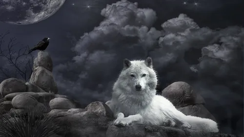 Волк Hd Обои на телефон белый волк в заснеженном месте