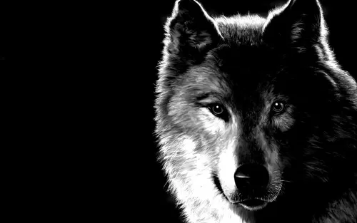 Волк Hd Обои на телефон черно-белая собака