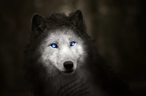 Волк Hd Обои на телефон волк с голубыми глазами