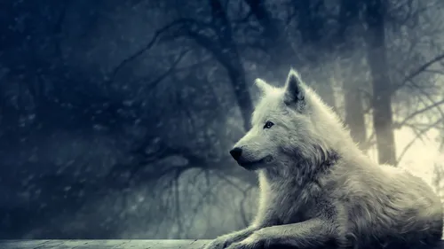 Волк Hd Обои на телефон белый волк в лесу