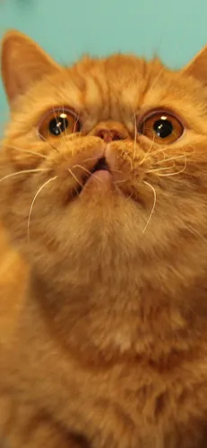 Гарфилд Обои на телефон кошка с открытым ртом