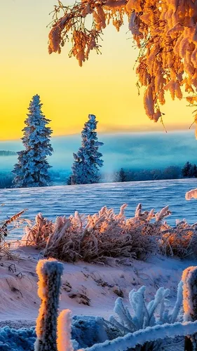 Картинки Зима Обои на телефон заснеженное поле с деревьями