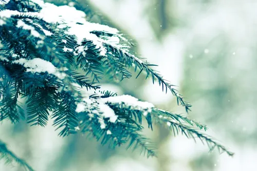 Картинки Зима Обои на телефон крупный план сосны